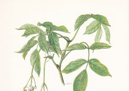 1960 BLADDERNUT Tree Print - Botanical Print - Botanical Illustration - Tree Wall Art - Vintage Tree Print - 7.5 x 10.6 Inches