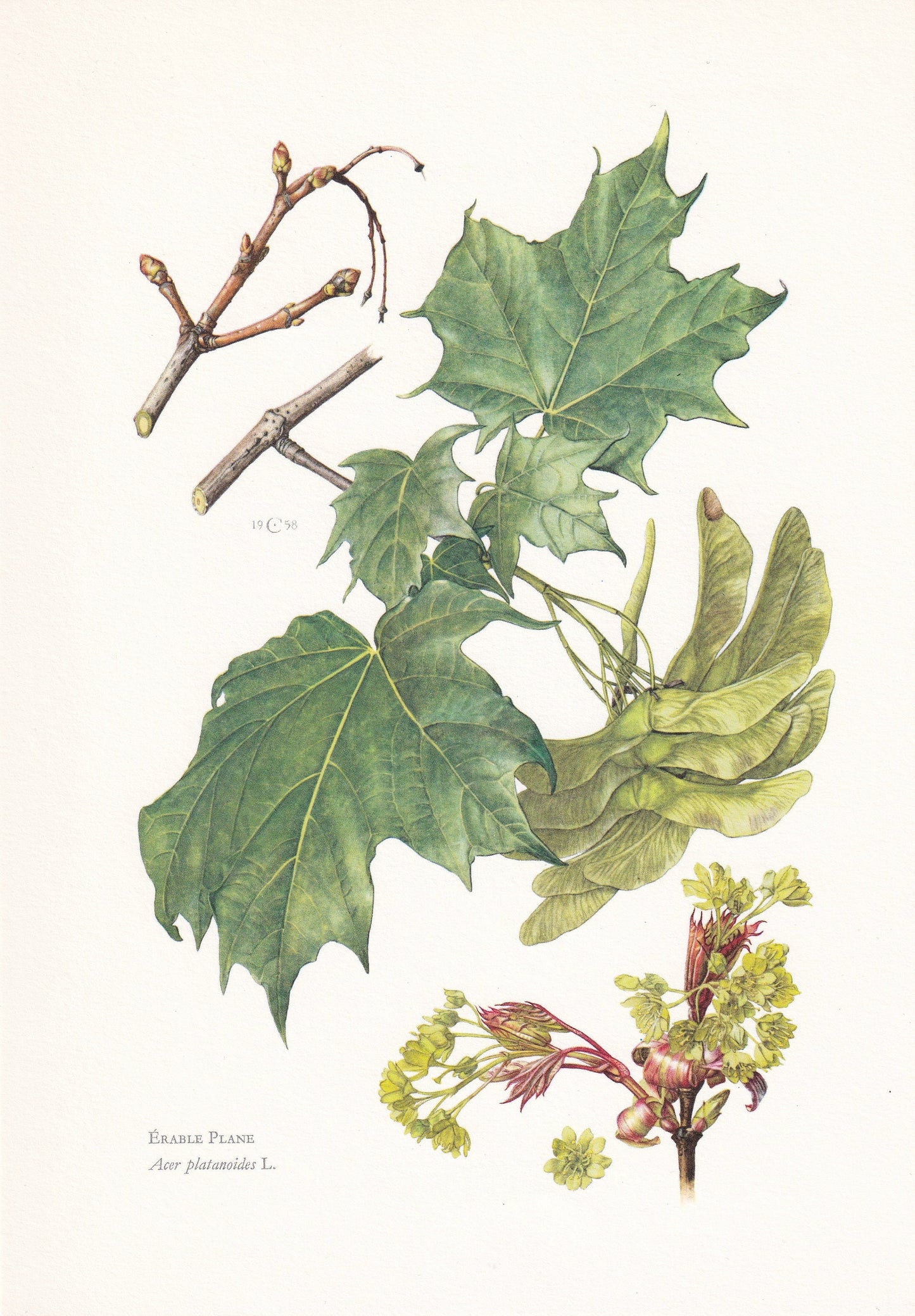 1960 NORWAY MAPLE Tree Print - Botanical Print - Botanical Illustration - Tree Wall Art - Vintage Tree Print - 7.5 x 10.6 Inches
