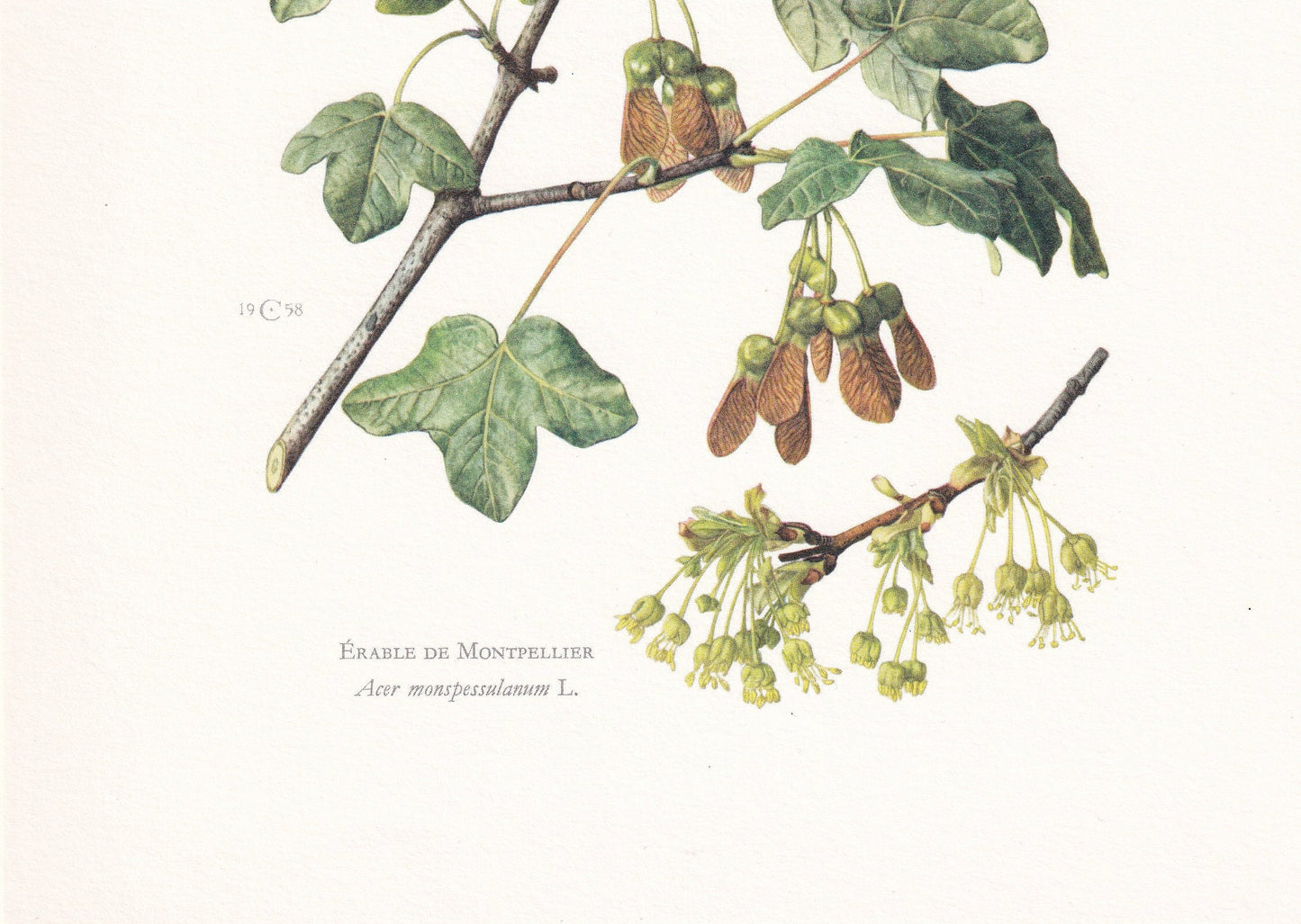 1960 MONTPELLIER MAPLE Tree Print - Botanical Print - Botanical Illustration - Tree Wall Art - Vintage Tree Print - 7.5 x 10.6 Inches
