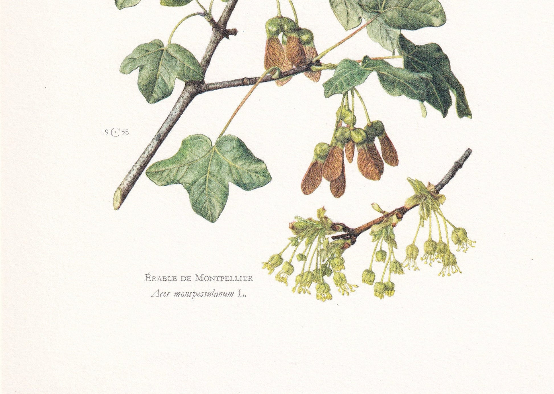 1960 MONTPELLIER MAPLE Tree Print - Botanical Print - Botanical Illustration - Tree Wall Art - Vintage Tree Print - 7.5 x 10.6 Inches