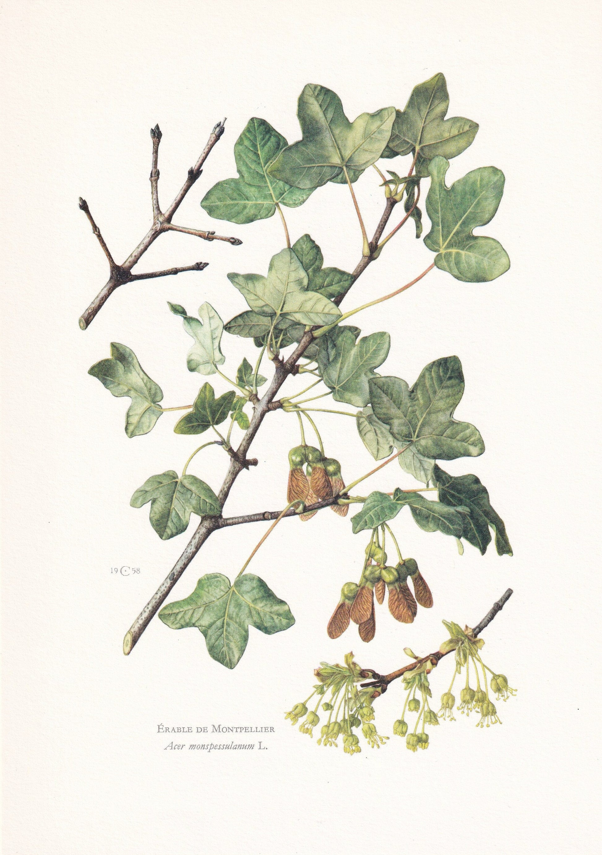 1960 MONTPELLIER MAPLE Tree Print - Botanical Print - Botanical Illustration - Tree Wall Art - Vintage Tree Print - 7.5 x 10.6 Inches