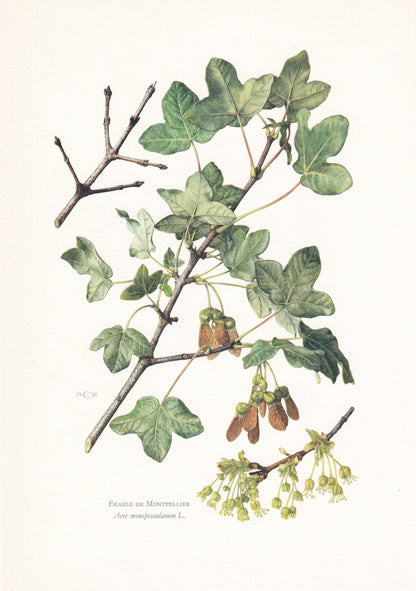 1960 MONTPELLIER MAPLE Tree Print - Botanical Print - Botanical Illustration - Tree Wall Art - Vintage Tree Print - 7.5 x 10.6 Inches