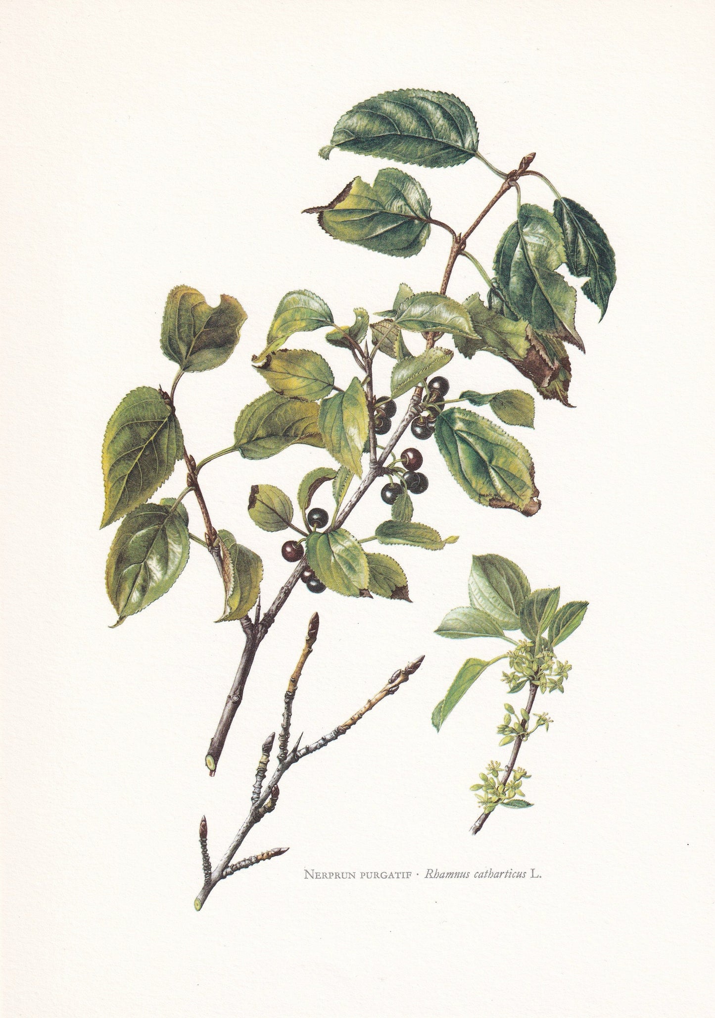 1960 BUCKTHORN Tree Print - Botanical Print - Botanical Illustration - Tree Wall Art - Vintage Tree Print - 7.5 x 10.6 Inches