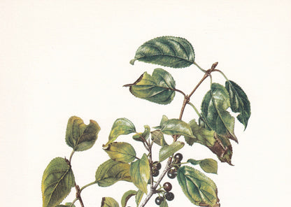 1960 BUCKTHORN Tree Print - Botanical Print - Botanical Illustration - Tree Wall Art - Vintage Tree Print - 7.5 x 10.6 Inches