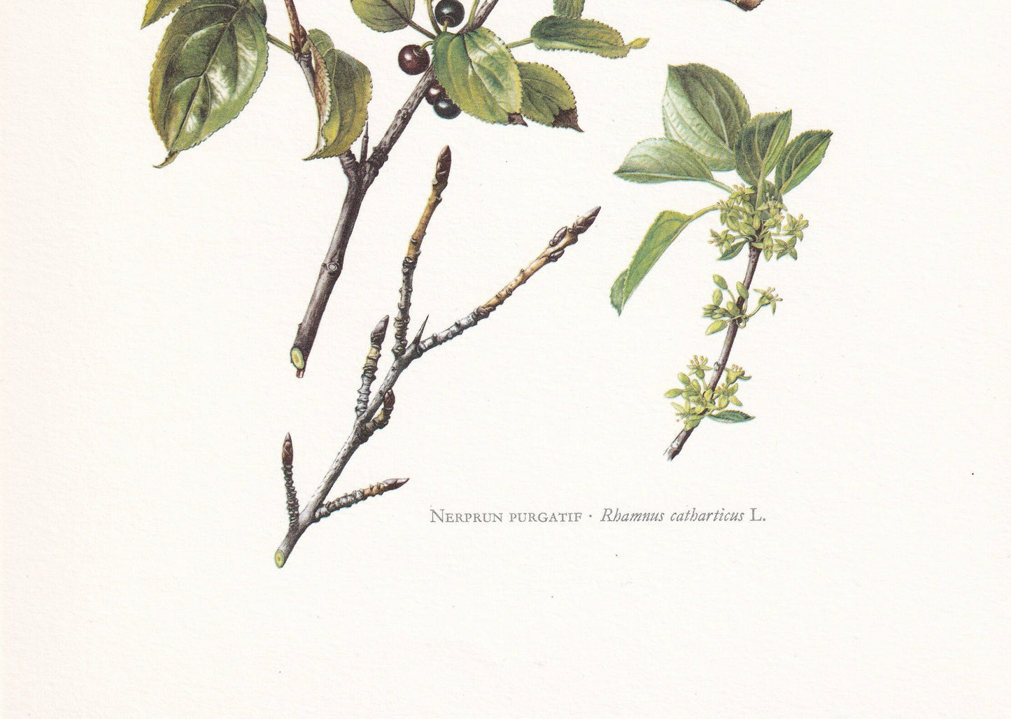 1960 BUCKTHORN Tree Print - Botanical Print - Botanical Illustration - Tree Wall Art - Vintage Tree Print - 7.5 x 10.6 Inches