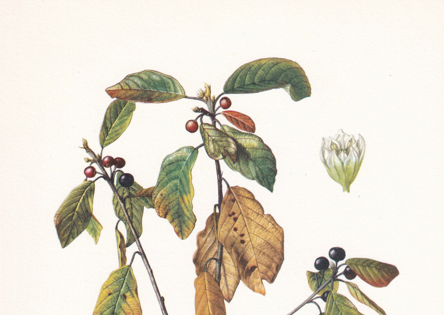 1960 ALDER BUCKTHORN Tree Print - Botanical Print - Botanical Illustration - Tree Wall Art - Vintage Tree Print - 7.5 x 10.6 Inches