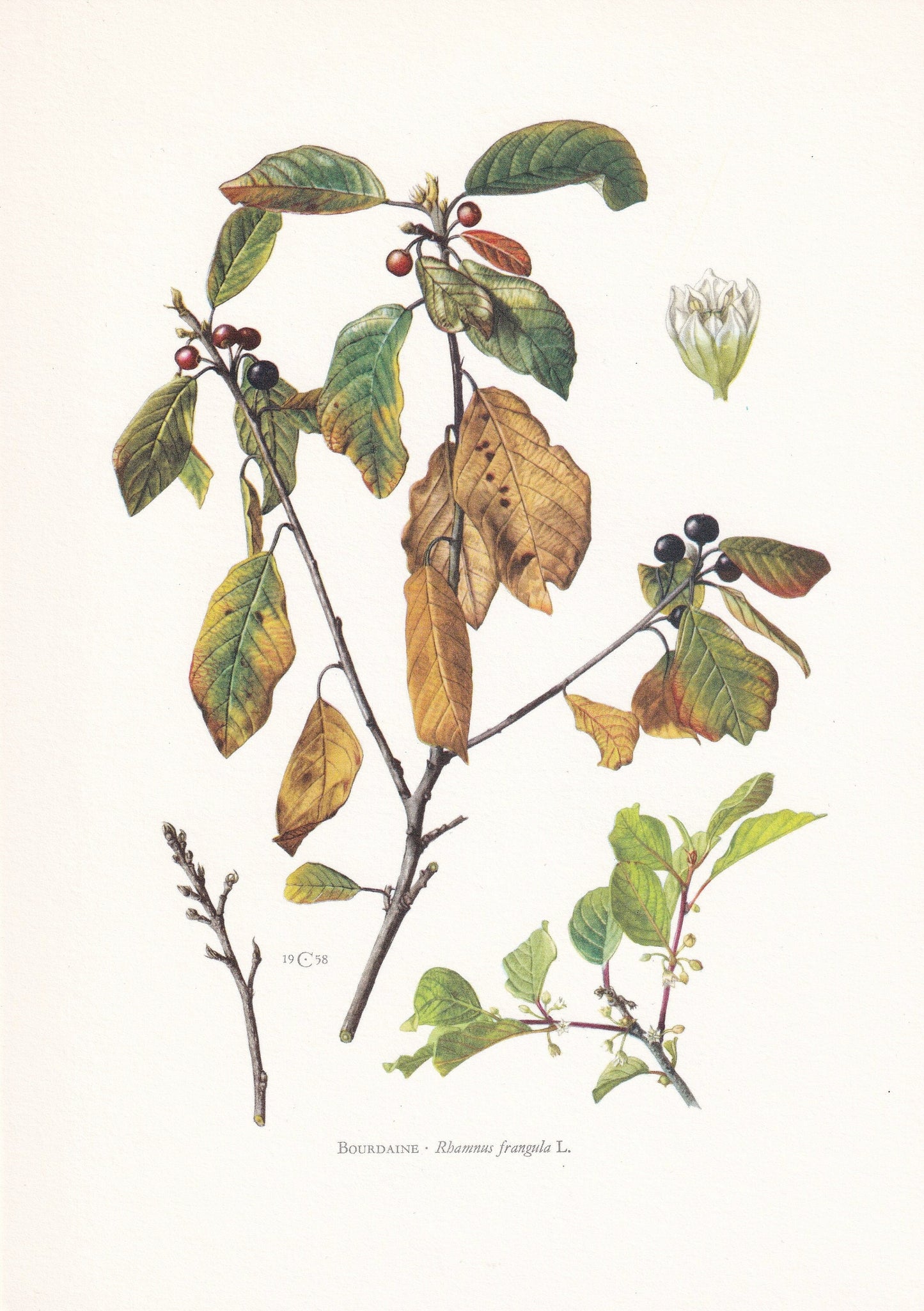 1960 ALDER BUCKTHORN Tree Print - Botanical Print - Botanical Illustration - Tree Wall Art - Vintage Tree Print - 7.5 x 10.6 Inches