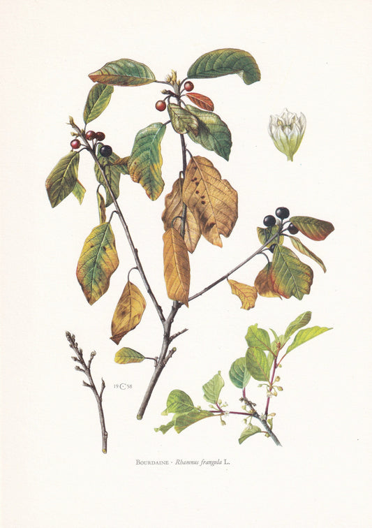 1960 ALDER BUCKTHORN Tree Print - Botanical Print - Botanical Illustration - Tree Wall Art - Vintage Tree Print - 7.5 x 10.6 Inches