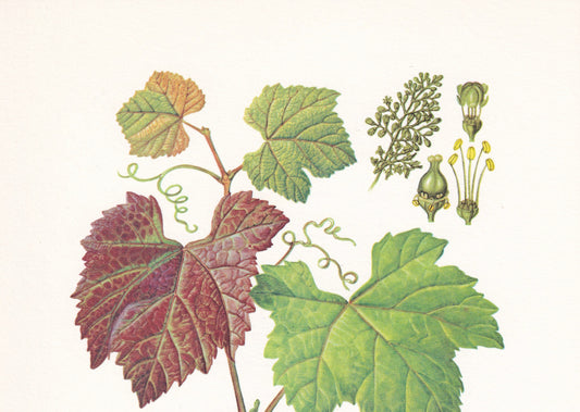 1960 WILD GRAPE Tree Print - Botanical Print - Botanical Illustration - Tree Wall Art - Vintage Tree Print - 7.5 x 10.6 Inche