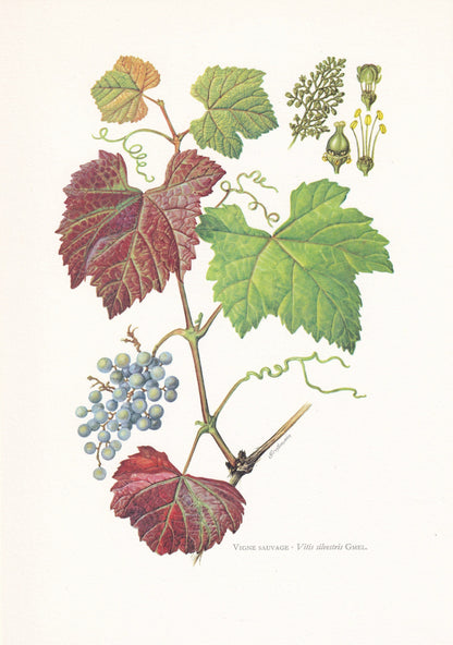 1960 WILD GRAPE Tree Print - Botanical Print - Botanical Illustration - Tree Wall Art - Vintage Tree Print - 7.5 x 10.6 Inche