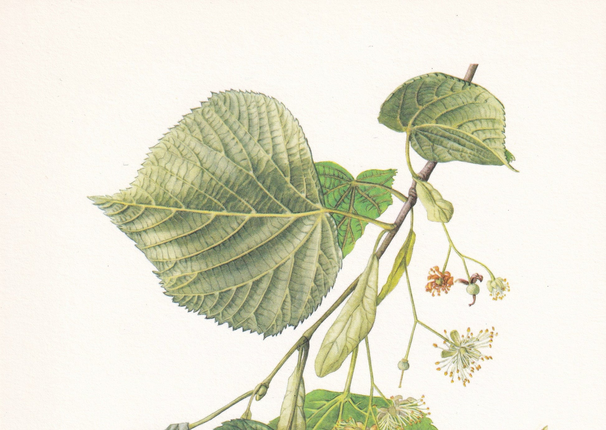 1960 LARGE-LEAVED LIME Tree Print - Botanical Print - Botanical Illustration - Tree Wall Art - Vintage Tree Print - 7.5 x 10.6 Inches