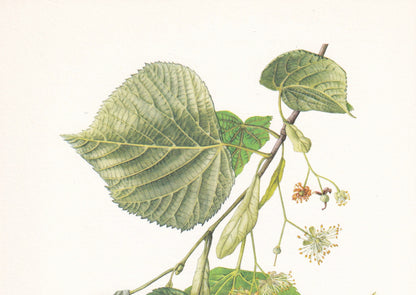 1960 LARGE-LEAVED LIME Tree Print - Botanical Print - Botanical Illustration - Tree Wall Art - Vintage Tree Print - 7.5 x 10.6 Inches