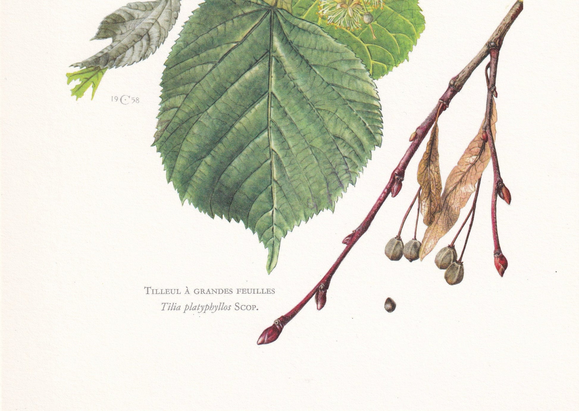 1960 LARGE-LEAVED LIME Tree Print - Botanical Print - Botanical Illustration - Tree Wall Art - Vintage Tree Print - 7.5 x 10.6 Inches