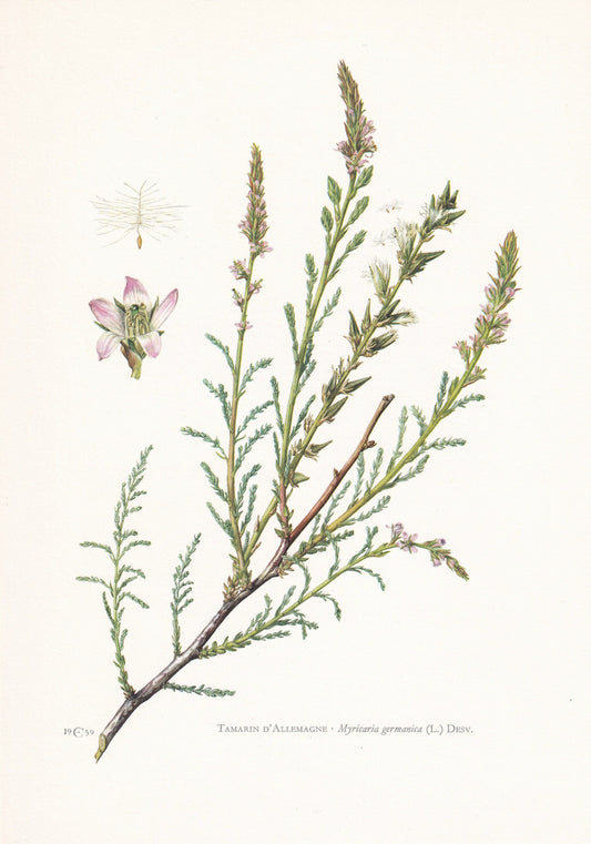 1960 GERMAN TAMARISK Print - Botanical Print - Botanical Illustration - Plant Wall Art - Vintage Plant Print - 7.5 x 10.6 Inches