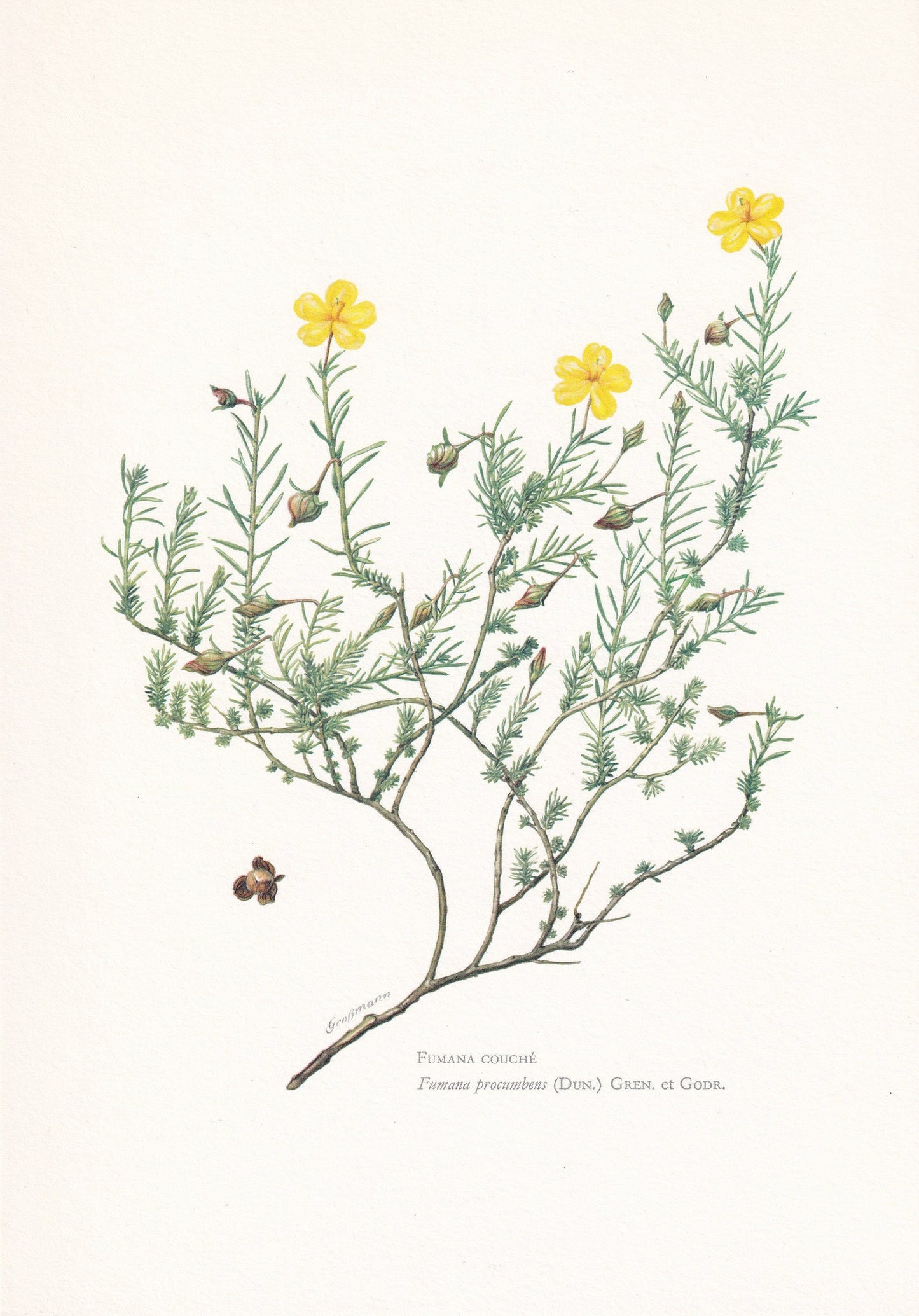 1960 SPRAWLING NEEDLE ROSE Print - Botanical Print - Botanical Illustration - Plant Wall Art - Vintage Plant Print - 7.5 x 10.6 Inches