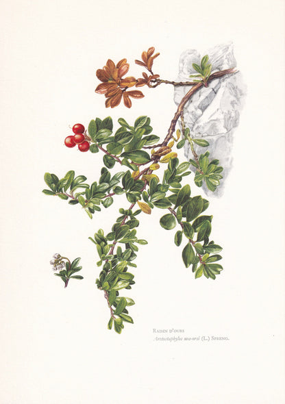 1960 BEARBERRY Print - Botanical Print - Botanical Illustration - Plant Wall Art - Vintage Plant Print - 7.5 x 10.6 Inches