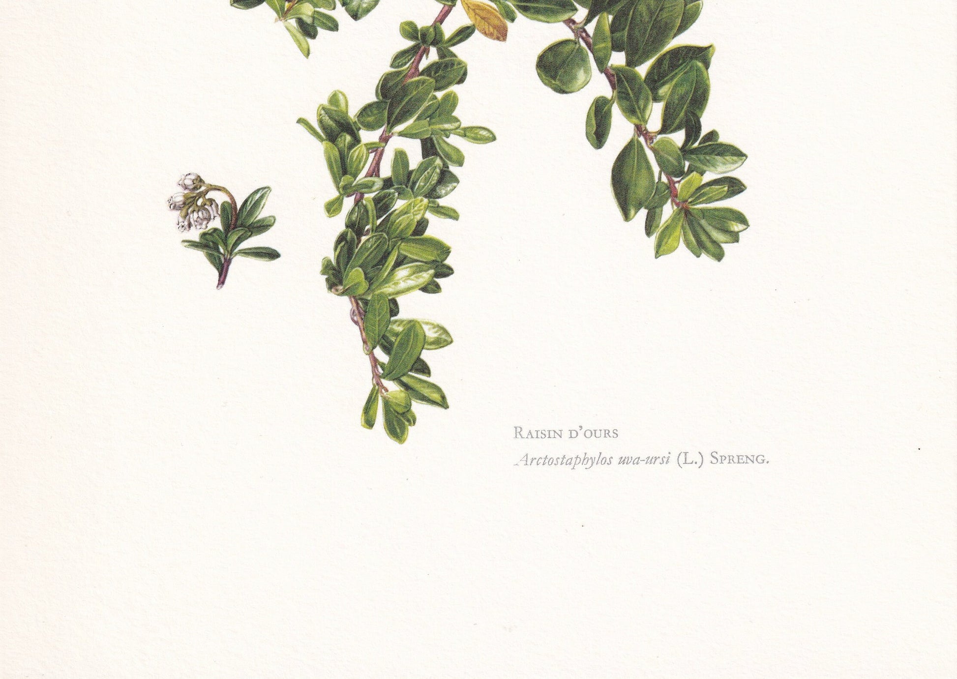 1960 BEARBERRY Print - Botanical Print - Botanical Illustration - Plant Wall Art - Vintage Plant Print - 7.5 x 10.6 Inches