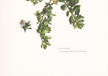 1960 BEARBERRY Print - Botanical Print - Botanical Illustration - Plant Wall Art - Vintage Plant Print - 7.5 x 10.6 Inches