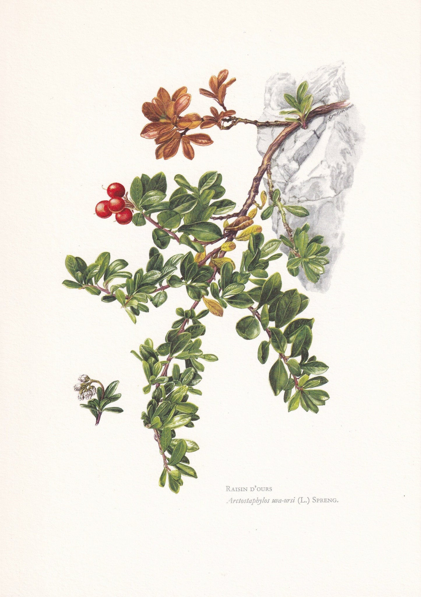 1960 BEARBERRY Print - Botanical Print - Botanical Illustration - Plant Wall Art - Vintage Plant Print - 7.5 x 10.6 Inches