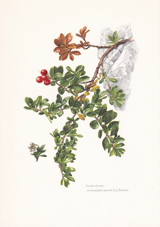 1960 BEARBERRY Print - Botanical Print - Botanical Illustration - Plant Wall Art - Vintage Plant Print - 7.5 x 10.6 Inches