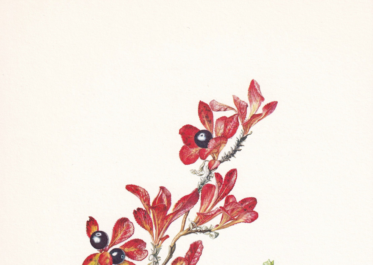 1960 ALPINE BEARBERRY Print - Botanical Print - Botanical Illustration - Plant Wall Art - Vintage Plant Print - 7.5 x 10.6 Inches