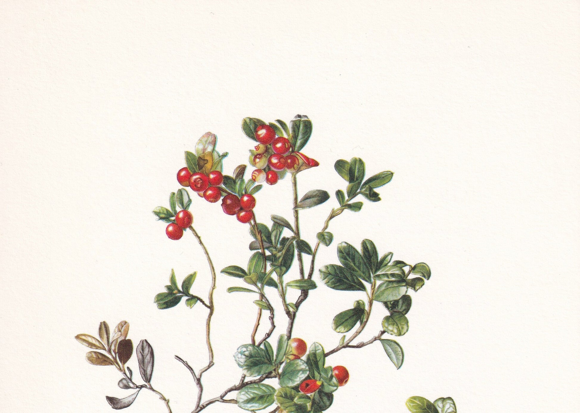 1960 LIGONBERRY Print - Botanical Print - Botanical Illustration - Plant Wall Art - Vintage Plant Print - 7.5 x 10.6 Inches
