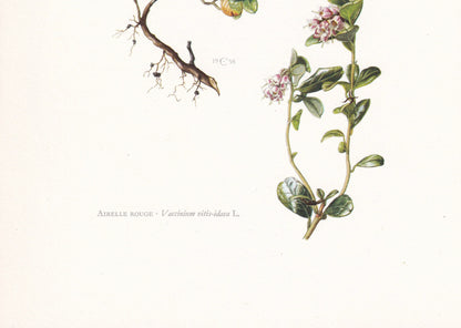 1960 LIGONBERRY Print - Botanical Print - Botanical Illustration - Plant Wall Art - Vintage Plant Print - 7.5 x 10.6 Inches