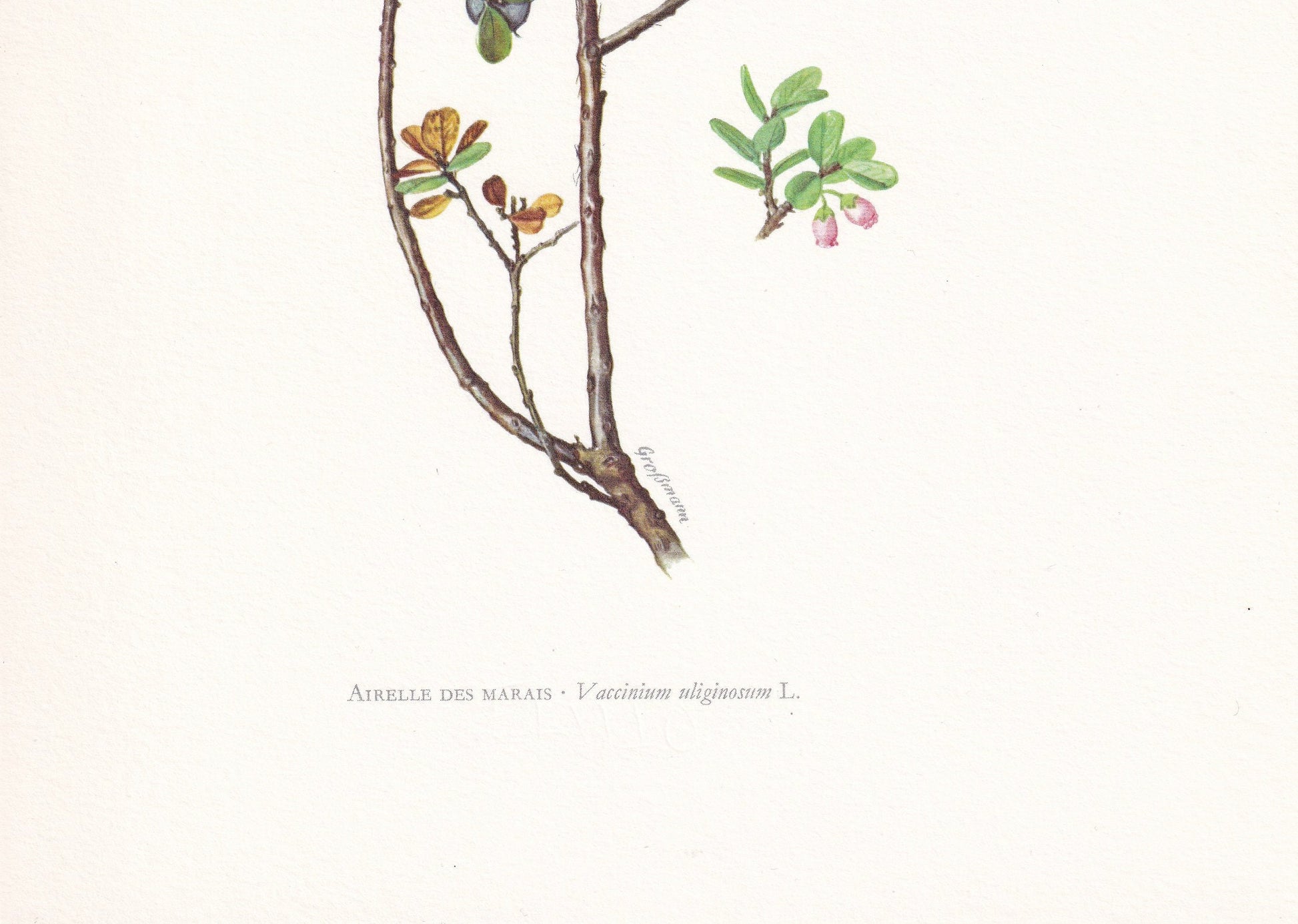 1960 ALPINE BLUEBERRY Print - Botanical Print - Botanical Illustration - Plant Wall Art - Vintage Plant Print - 7.5 x 10.6 Inches