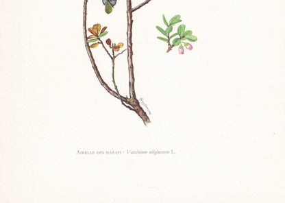 1960 ALPINE BLUEBERRY Print - Botanical Print - Botanical Illustration - Plant Wall Art - Vintage Plant Print - 7.5 x 10.6 Inches