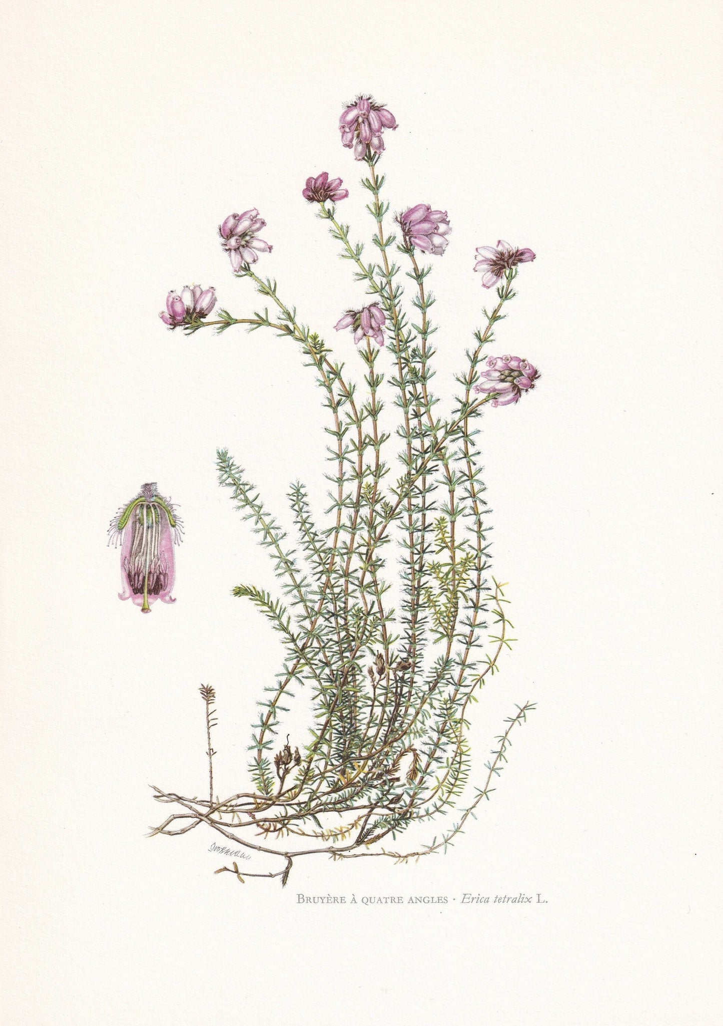 1960 CROSS-LEAVED HEATH Print - Botanical Print - Botanical Illustration - Plant Wall Art - Vintage Plant Print - 7.5 x 10.6 Inches