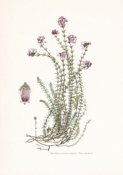 1960 CROSS-LEAVED HEATH Print - Botanical Print - Botanical Illustration - Plant Wall Art - Vintage Plant Print - 7.5 x 10.6 Inches