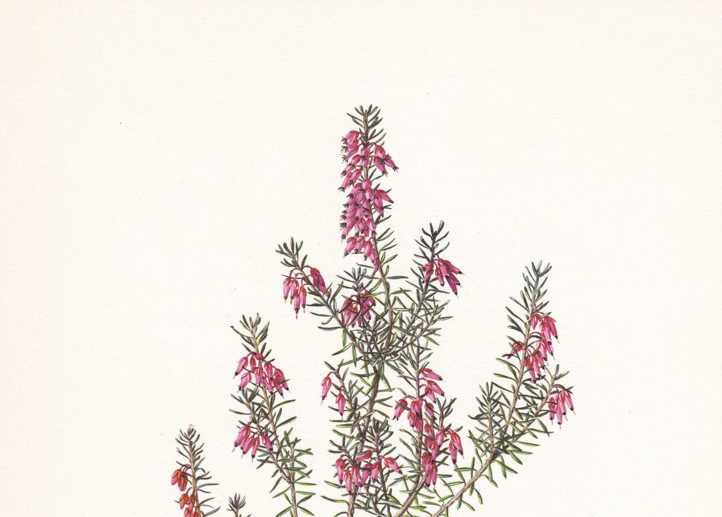 1960 WINTER HEATH Print - Botanical Print - Botanical Illustration - Plant Wall Art - Vintage Plant Print - 7.5 x 10.6 Inches