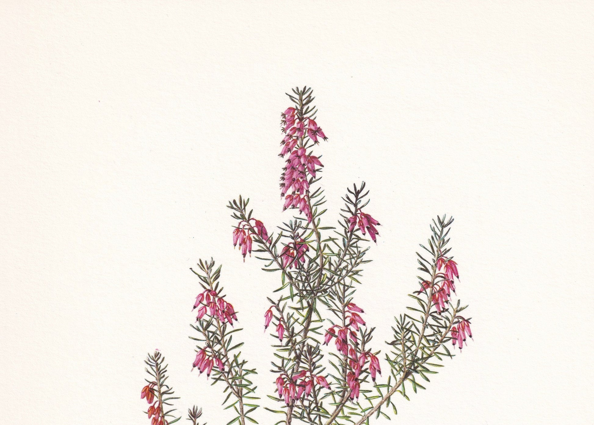 1960 WINTER HEATH Print - Botanical Print - Botanical Illustration - Plant Wall Art - Vintage Plant Print - 7.5 x 10.6 Inches