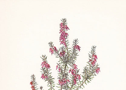 1960 WINTER HEATH Print - Botanical Print - Botanical Illustration - Plant Wall Art - Vintage Plant Print - 7.5 x 10.6 Inches