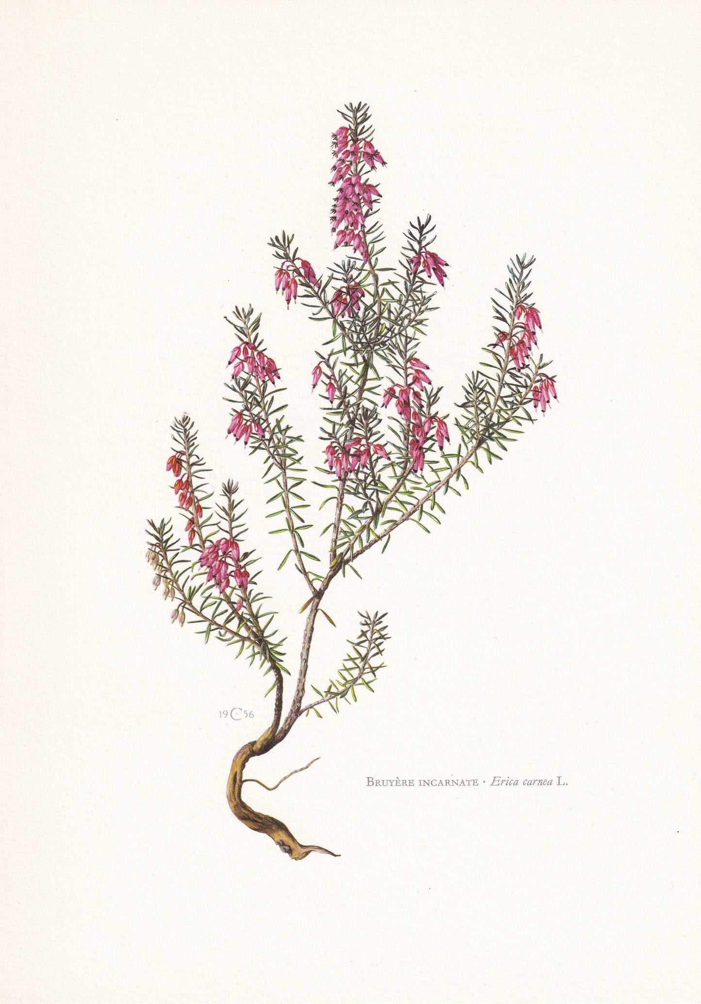 1960 WINTER HEATH Print - Botanical Print - Botanical Illustration - Plant Wall Art - Vintage Plant Print - 7.5 x 10.6 Inches