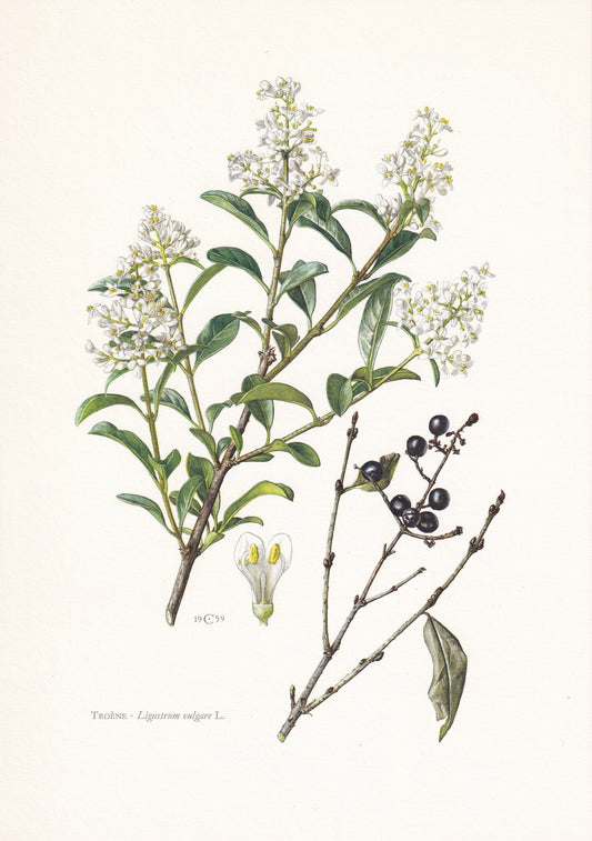1960 WILD PRIVET Print - Botanical Print - Botanical Illustration - Plant Wall Art - Vintage Plant Print - 7.5 x 10.6 Inches
