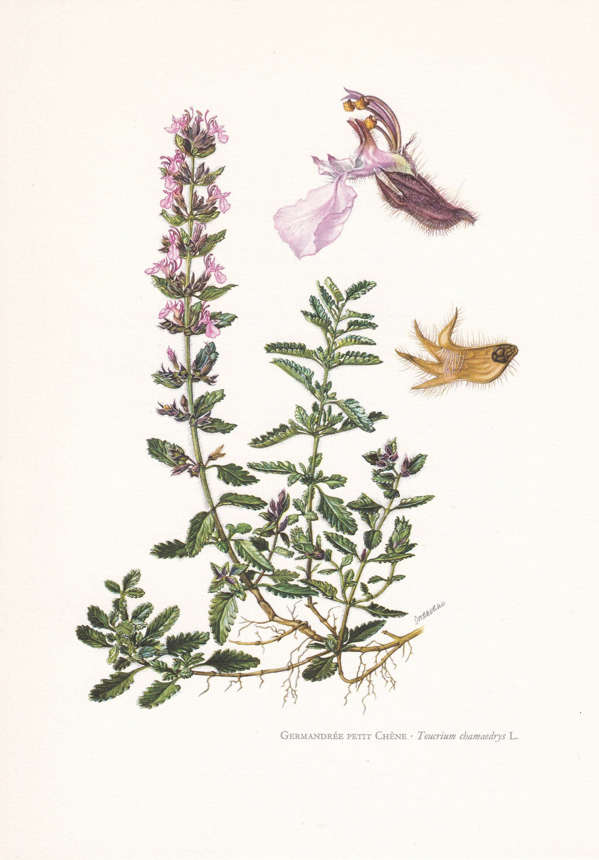 1960 WALL GERMANDER FLOWER Print - Botanical Print - Botanical Illustration - Plant Wall Art - Vintage Plant Print - 7.5 x 10.6 Inches