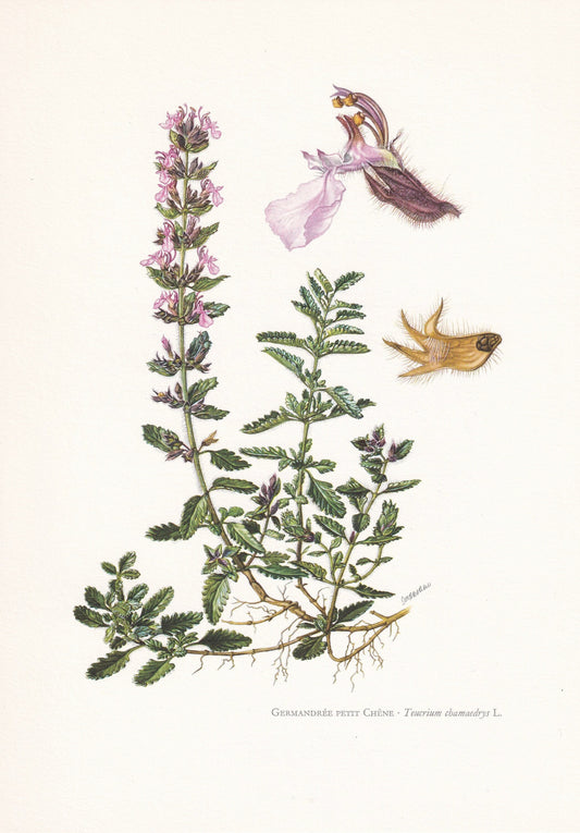 1960 WALL GERMANDER FLOWER Print - Botanical Print - Botanical Illustration - Plant Wall Art - Vintage Plant Print - 7.5 x 10.6 Inches