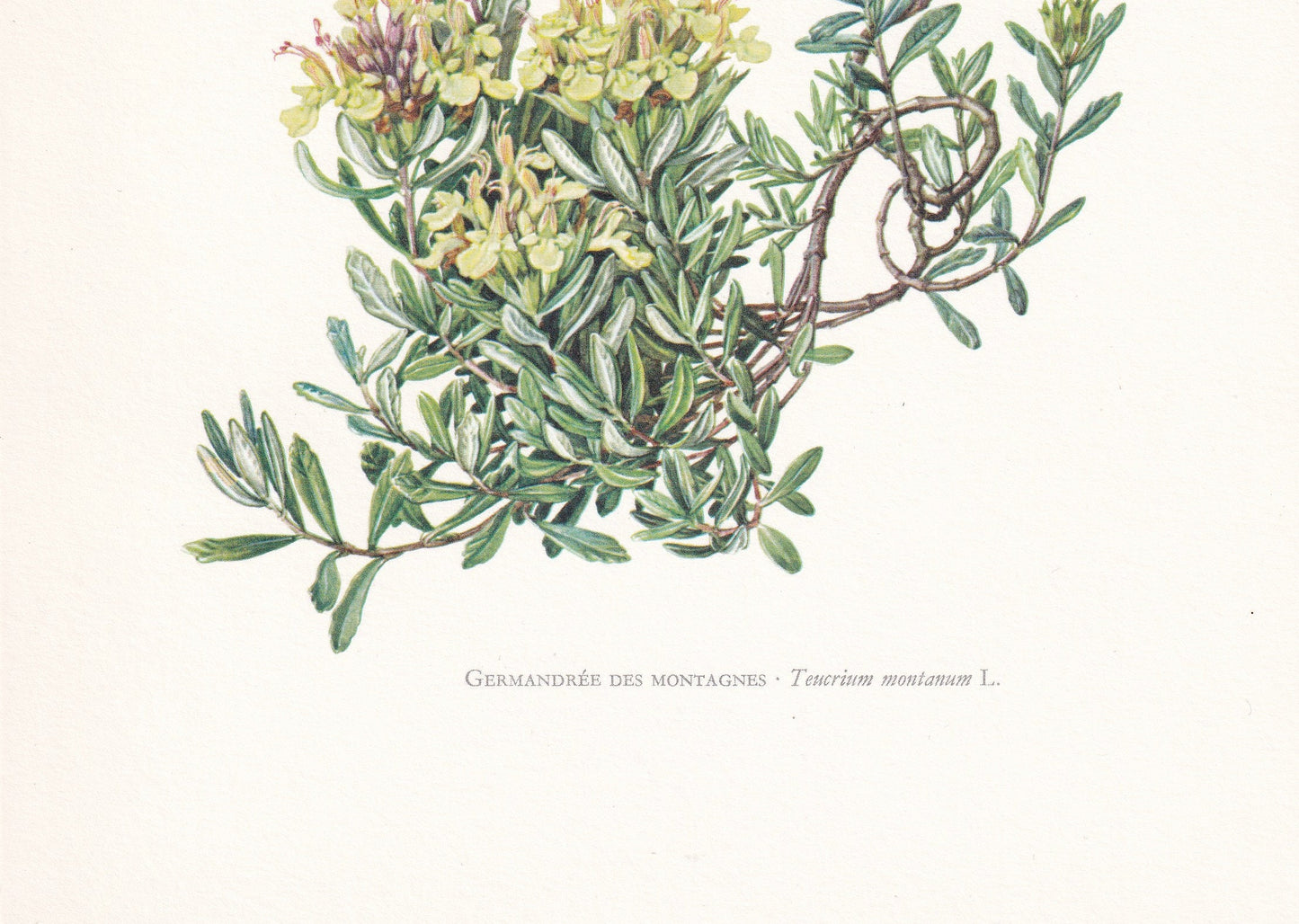 1960 MOUNTAIN GERMANDER FLOWER Print - Botanical Print - Botanical Illustration - Plant Wall Art - Vintage Plant Print - 7.5 x 10.6 Inches