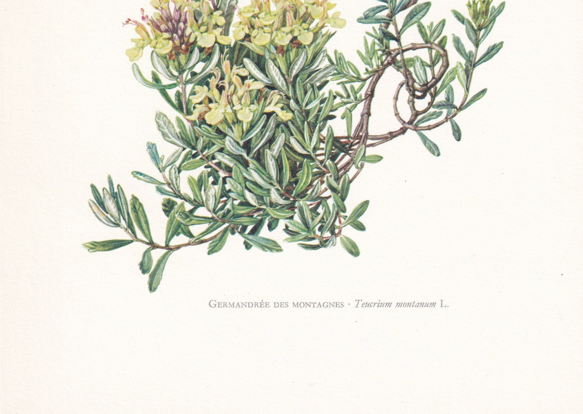 1960 MOUNTAIN GERMANDER FLOWER Print - Botanical Print - Botanical Illustration - Plant Wall Art - Vintage Plant Print - 7.5 x 10.6 Inches