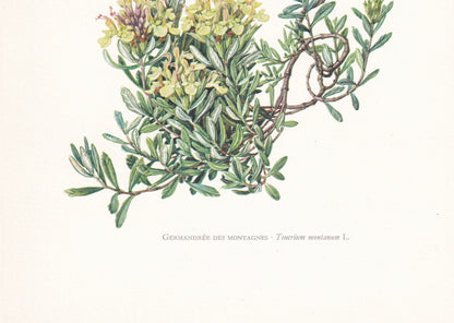 1960 MOUNTAIN GERMANDER FLOWER Print - Botanical Print - Botanical Illustration - Plant Wall Art - Vintage Plant Print - 7.5 x 10.6 Inches