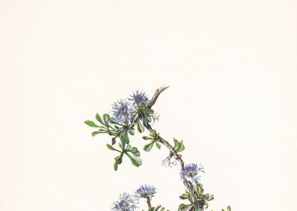 1960 GLOBE DAISY FLOWER Print - Botanical Print - Botanical Illustration - Plant Wall Art - Vintage Plant Print - 7.5 x 10.6 Inches