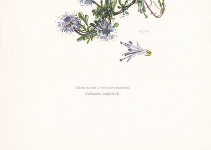 1960 GLOBE DAISY FLOWER Print - Botanical Print - Botanical Illustration - Plant Wall Art - Vintage Plant Print - 7.5 x 10.6 Inches