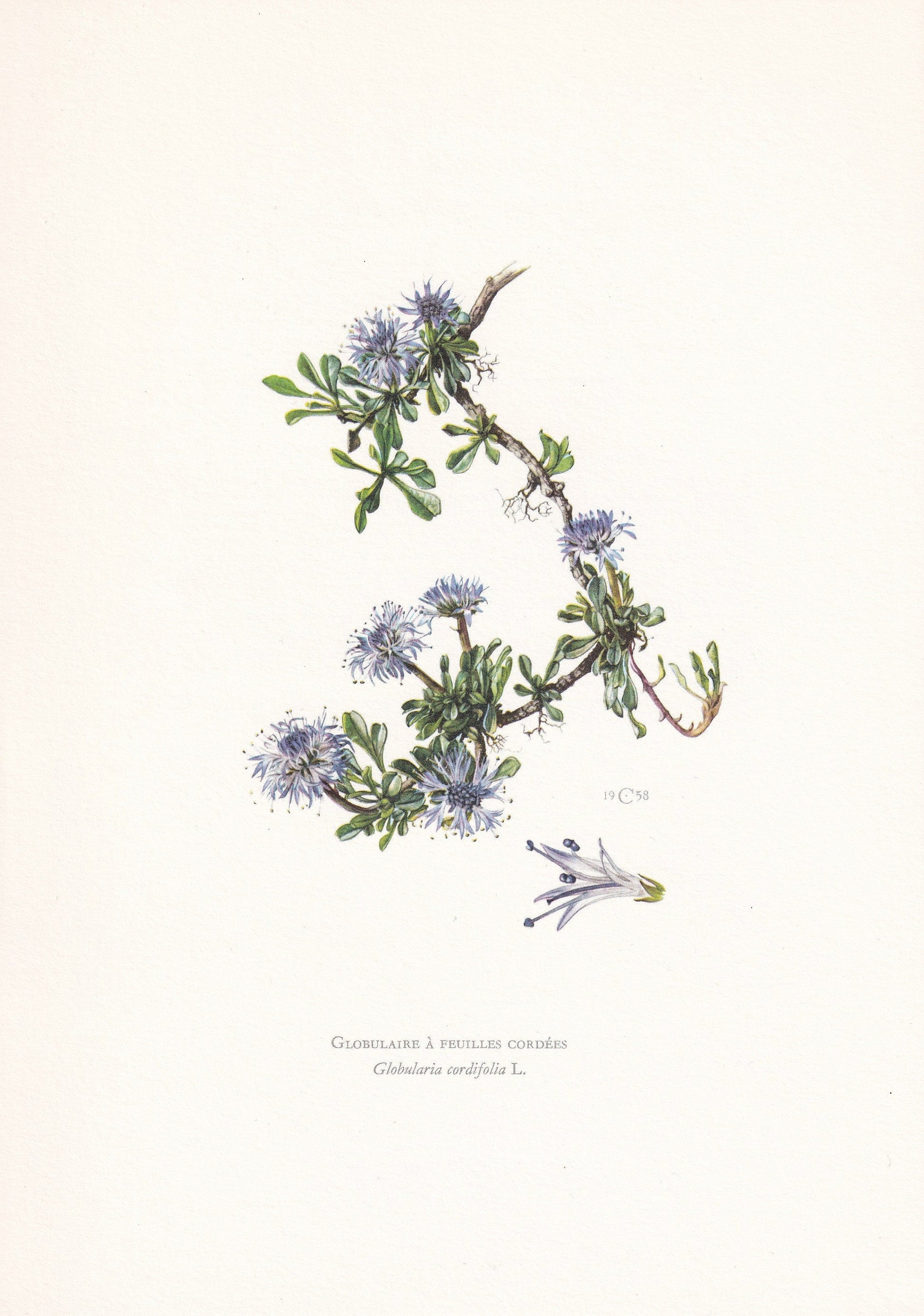 1960 GLOBE DAISY FLOWER Print - Botanical Print - Botanical Illustration - Plant Wall Art - Vintage Plant Print - 7.5 x 10.6 Inches