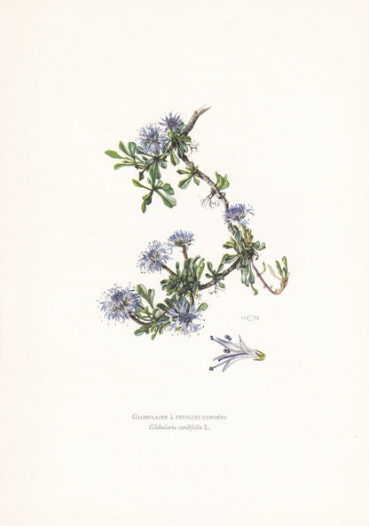 1960 GLOBE DAISY FLOWER Print - Botanical Print - Botanical Illustration - Plant Wall Art - Vintage Plant Print - 7.5 x 10.6 Inches