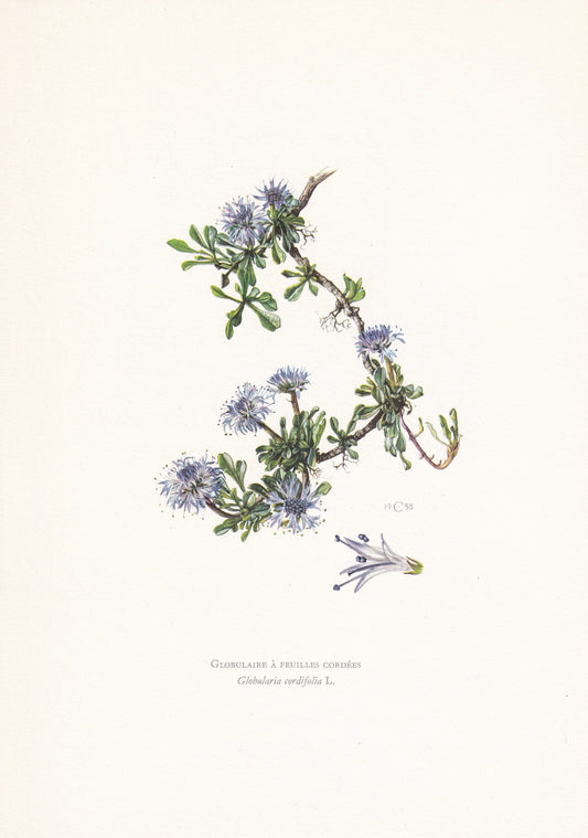 1960 GLOBE DAISY FLOWER Print - Botanical Print - Botanical Illustration - Plant Wall Art - Vintage Plant Print - 7.5 x 10.6 Inches