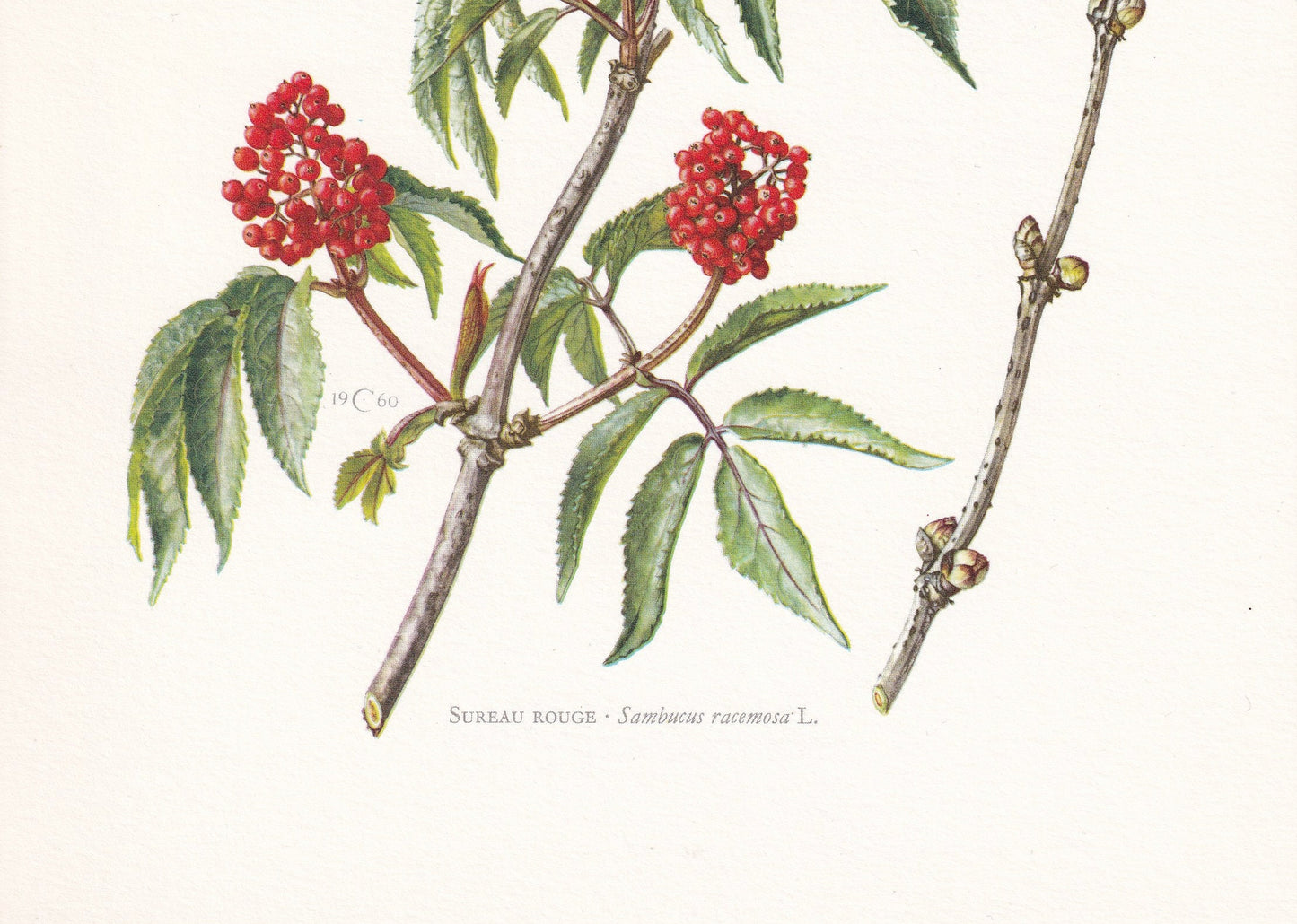 1960 RED ELDERBERRY Print - Botanical Print - Botanical Illustration - Plant Wall Art - Vintage Plant Print - 7.5 x 10.6 Inches