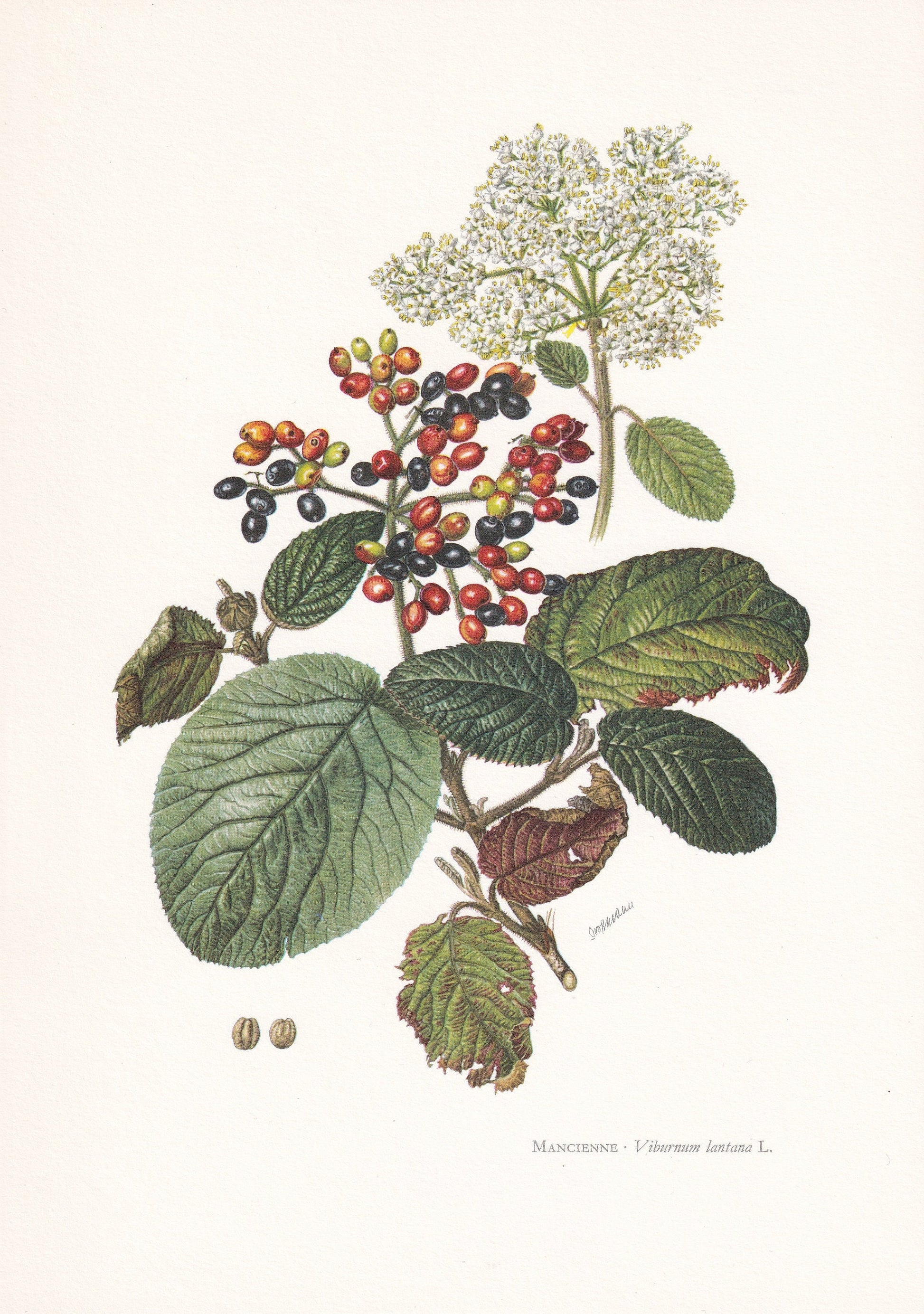 1960 WAYFARING TREE Print - Botanical Print - Botanical Illustration - Tree Wall Art - Vintage Tree Print - 7.5 x 10.6 Inches