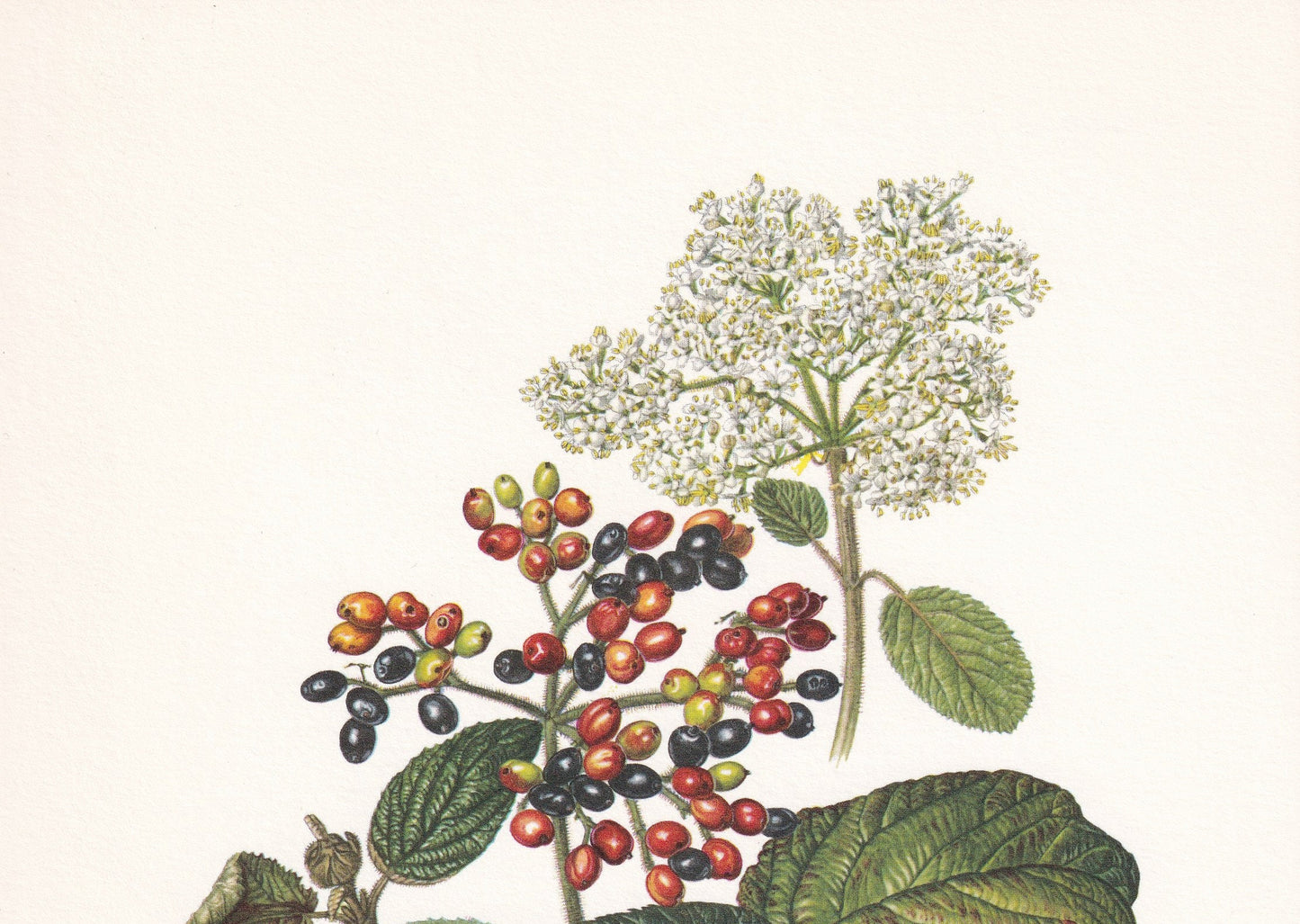 1960 WAYFARING TREE Print - Botanical Print - Botanical Illustration - Tree Wall Art - Vintage Tree Print - 7.5 x 10.6 Inches