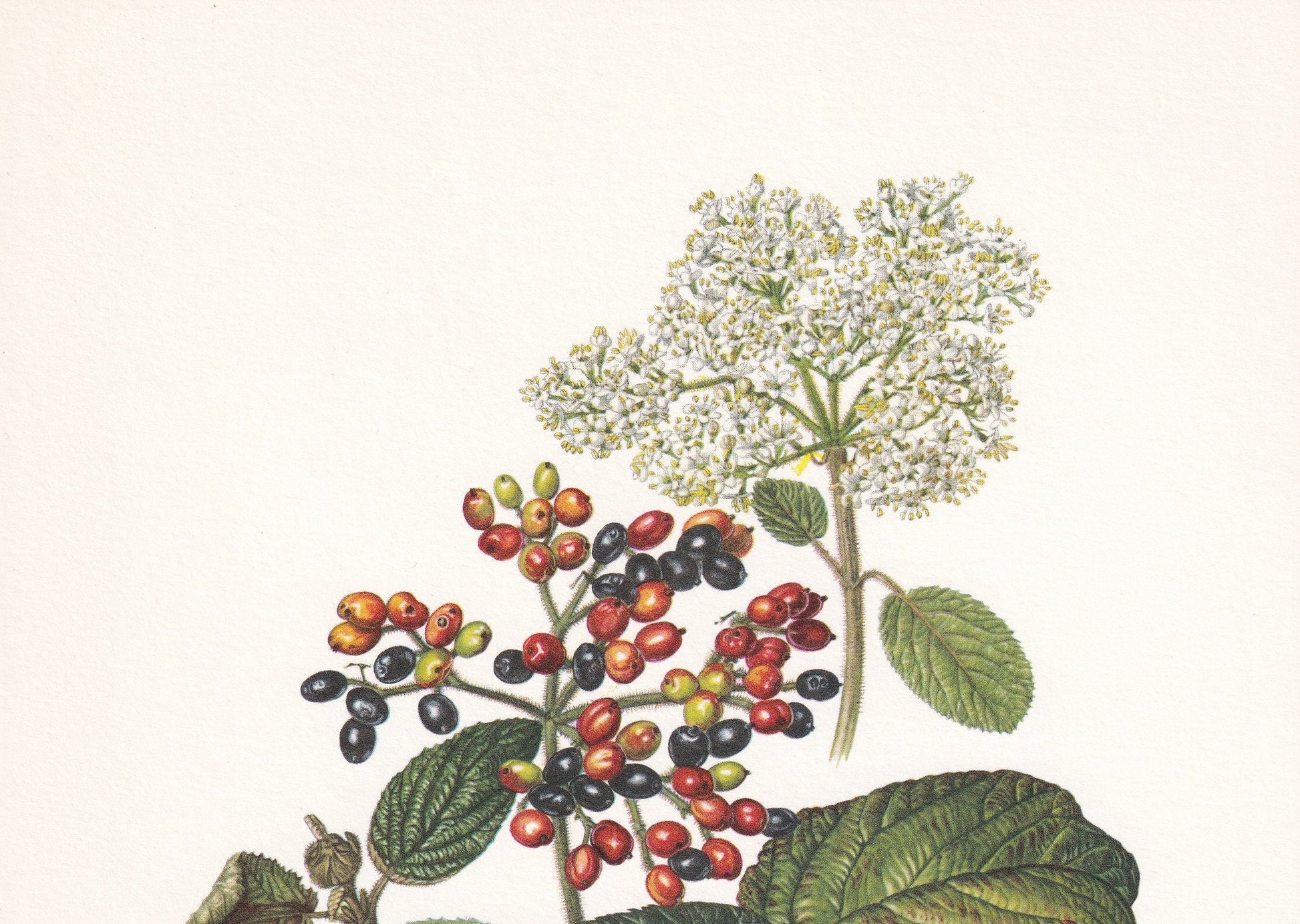 1960 WAYFARING TREE Print - Botanical Print - Botanical Illustration - Tree Wall Art - Vintage Tree Print - 7.5 x 10.6 Inches